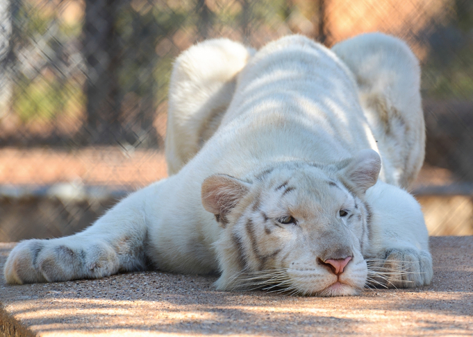 Resting White Tiger