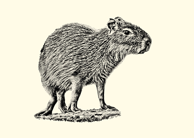 Detailed Ink Drawing of a Capybara