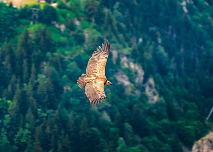 Griffon Vulture Soaring Over Mountains