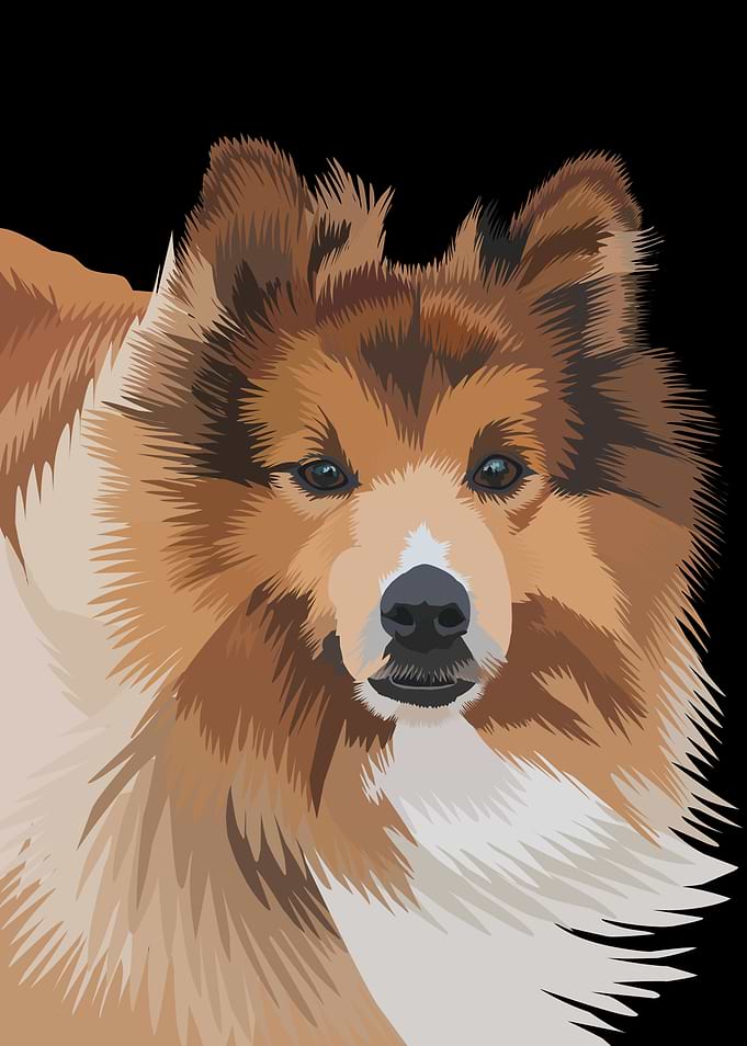 Vector Illustration of a Sheltie Dog