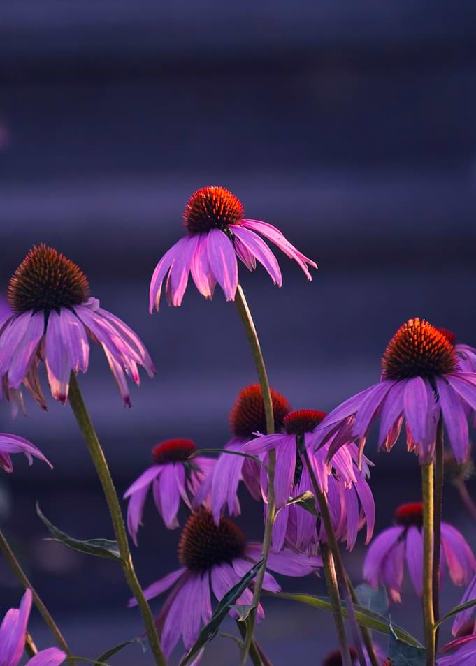 Purple Coneflowers in Golden Hour Light
