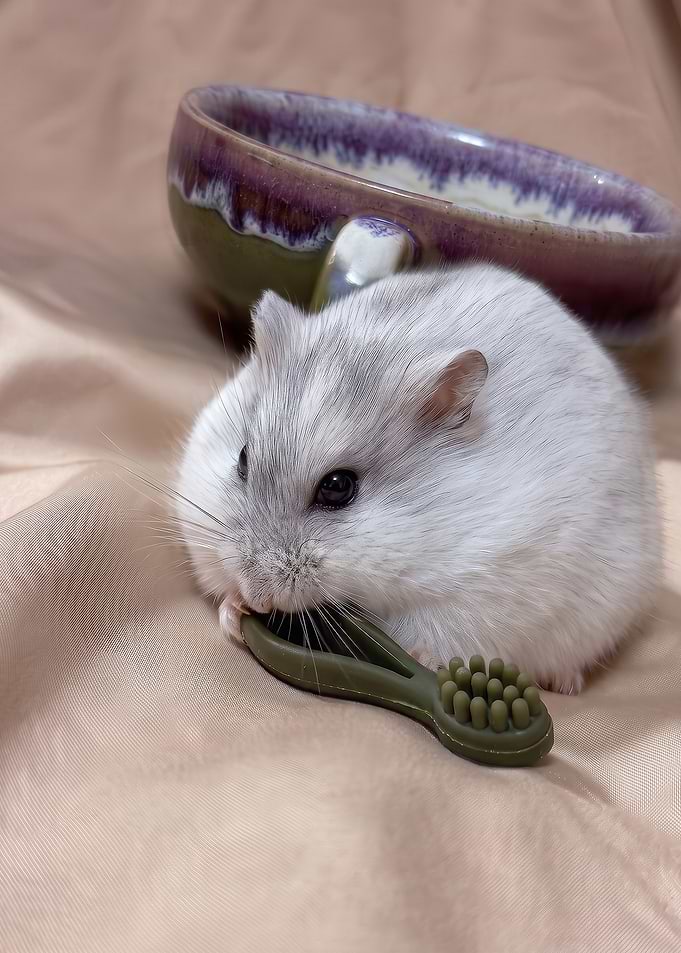 Cute Winterberry the Hamster Holding Tiny Chew brush