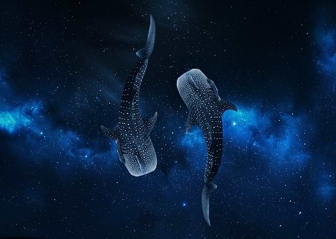 Whale Sharks Swimming in Space