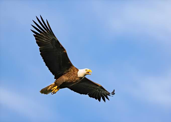 Screaming Eagle