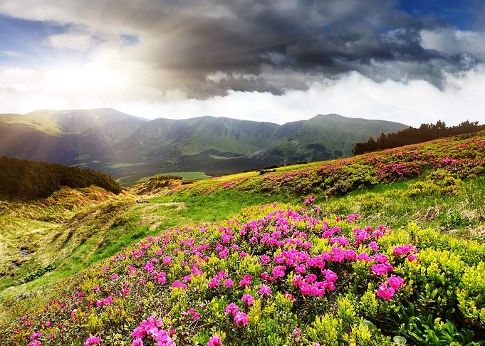 Vibrant Rhododendrons in Mountain Landscape