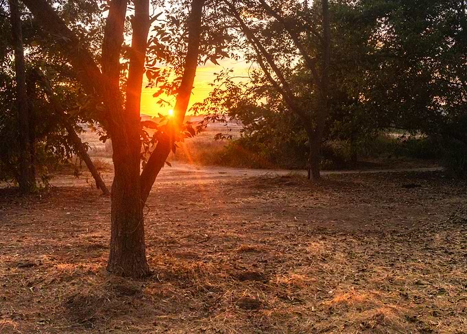 Golden Sunset Through Forest Trees