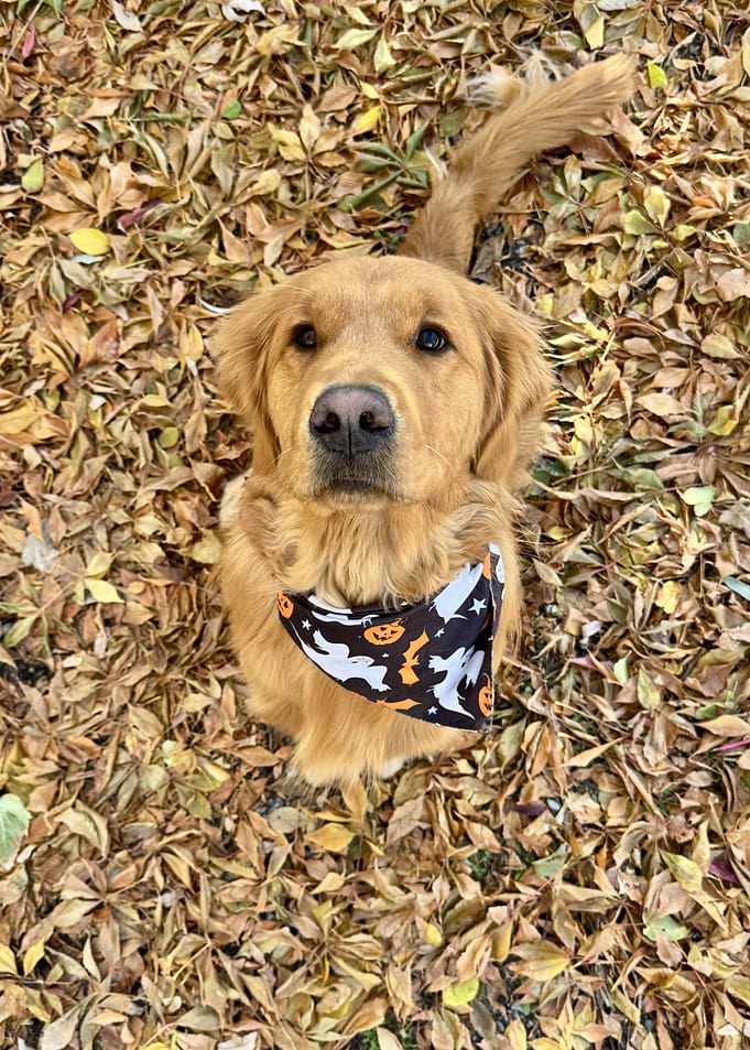 A golden retriever wearing a Halloween themed bandana sitting on the golden leaves and giving pose during fall