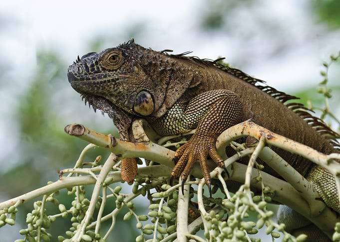 Iguana Resting on Palm Tree