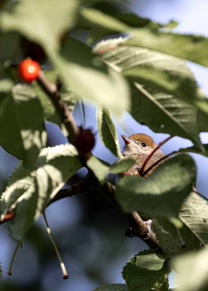 Small Bird Hiding in Cherry Tree