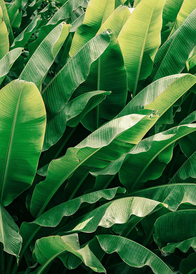 Lush Green Banana Leaves Pattern