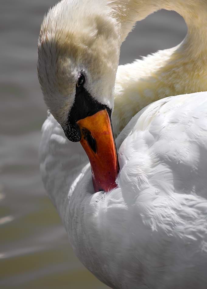 Preening Swan