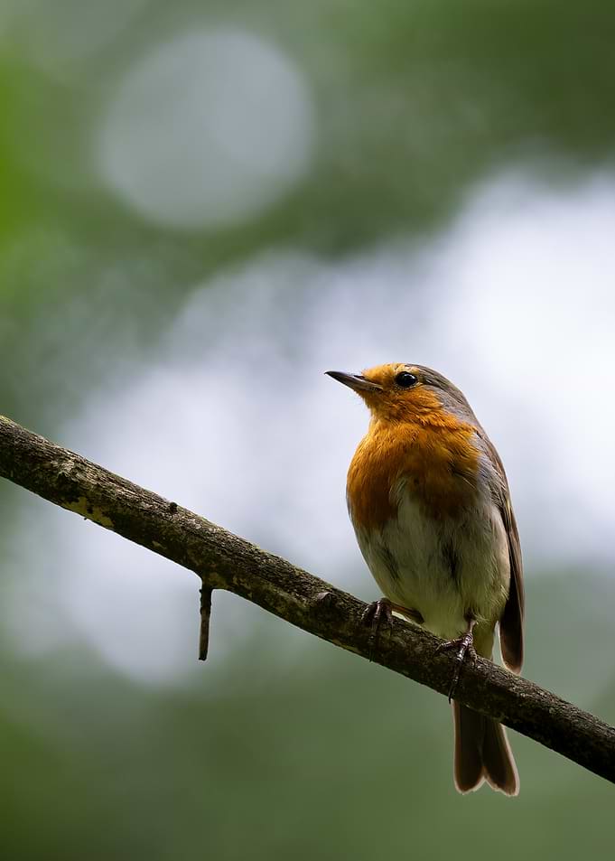 European Robin Perched on Branch