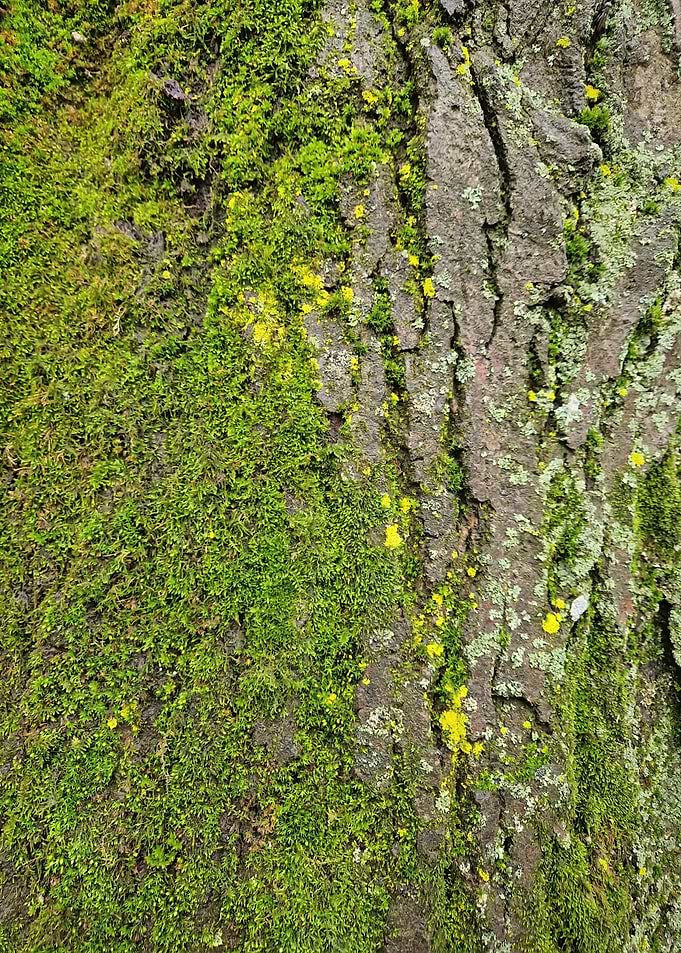 Mossy Tree Bark Texture