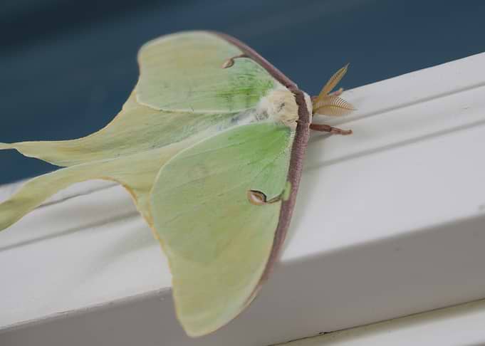 Beautiful Pale Green Luna Moth