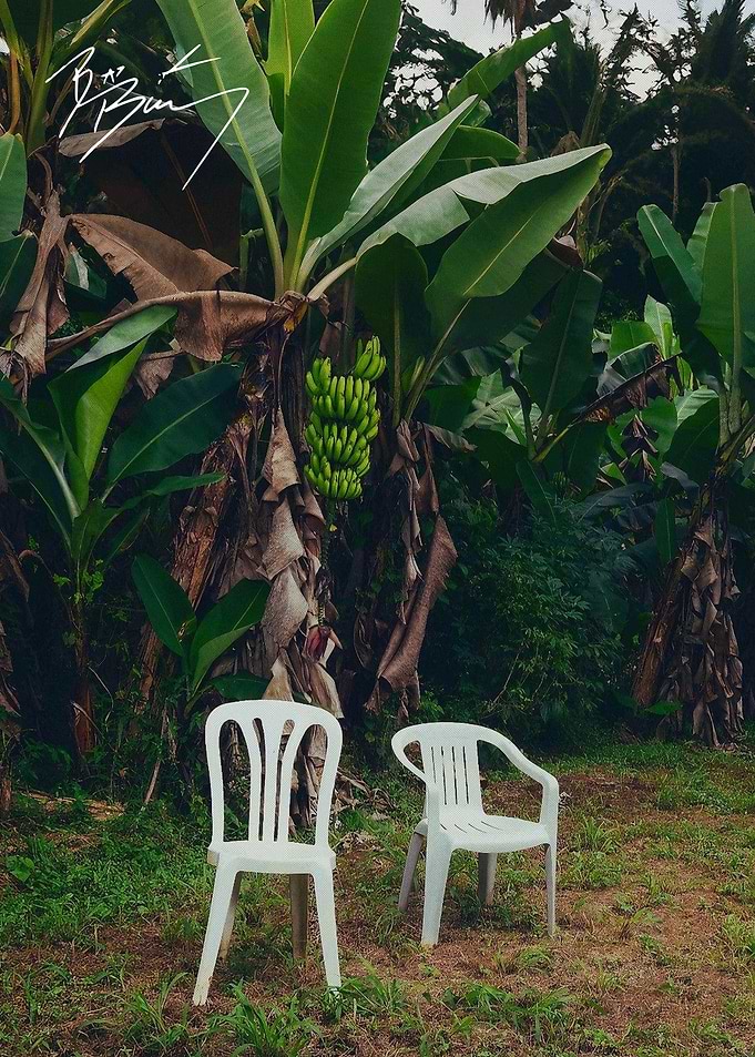 Two White Chairs in Banana Grove