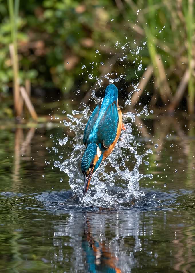 Kingfisher Diving into Water