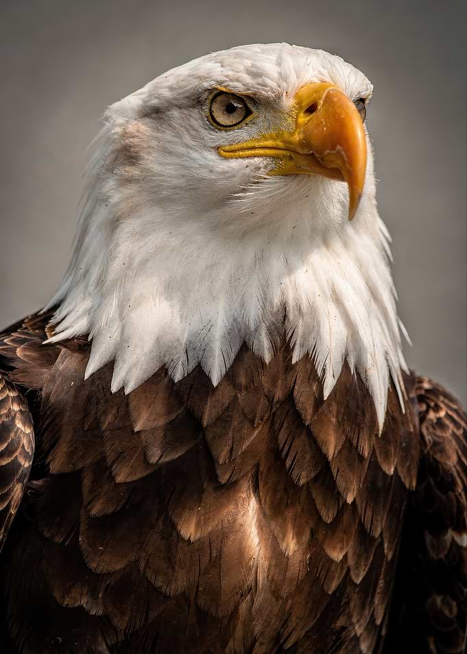 Majestic Bald Eagle Portrait