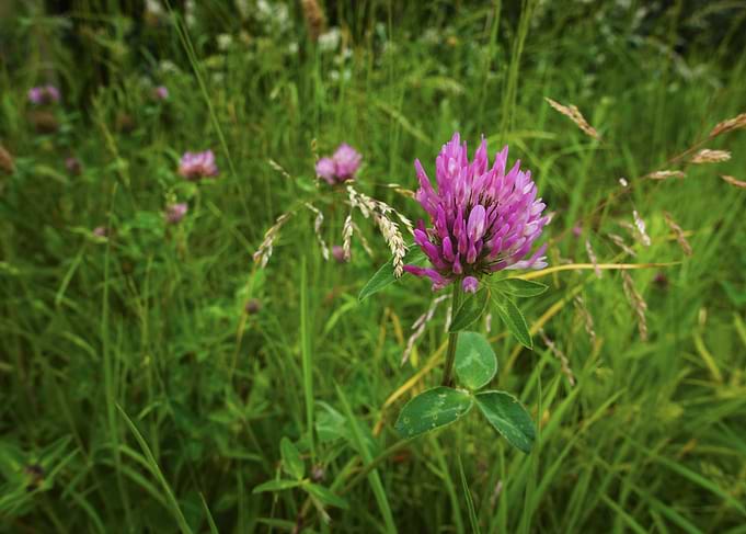 Vibrant Red Clover | Barnack Hills and Holes Wildflower Meadow