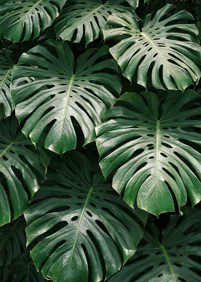 Lush Green Monstera Deliciosa Leaves