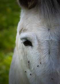 Close-up Portrait of a White Donkey
