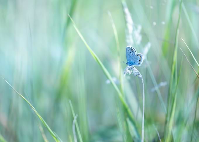 Small Blue Butterfly on Grass