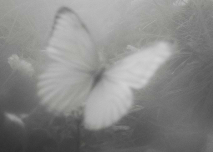 Vague Butterfly in Mist