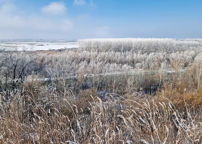 Frosty Winter Landscape with Trees