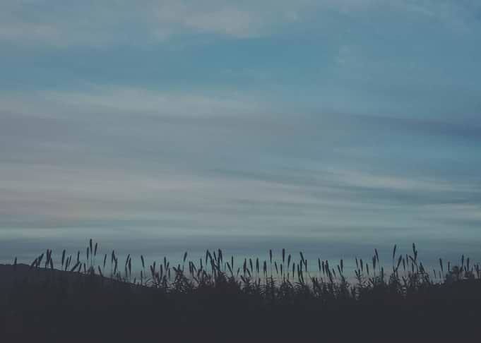 Silhouetted Grass Against Twilight Sky