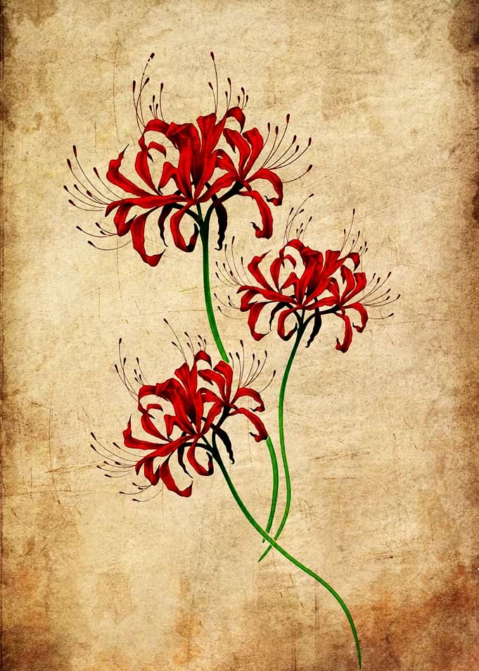 Vintage Style Red Spider Lily Illustration