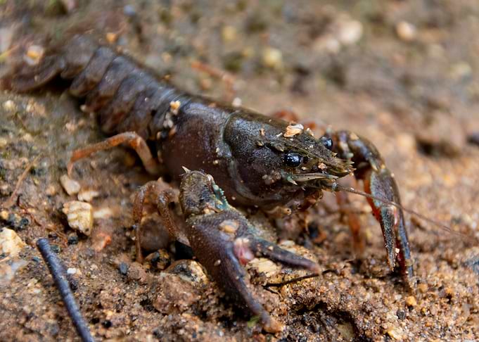 Close-up of a Signal Crawfish on Mud