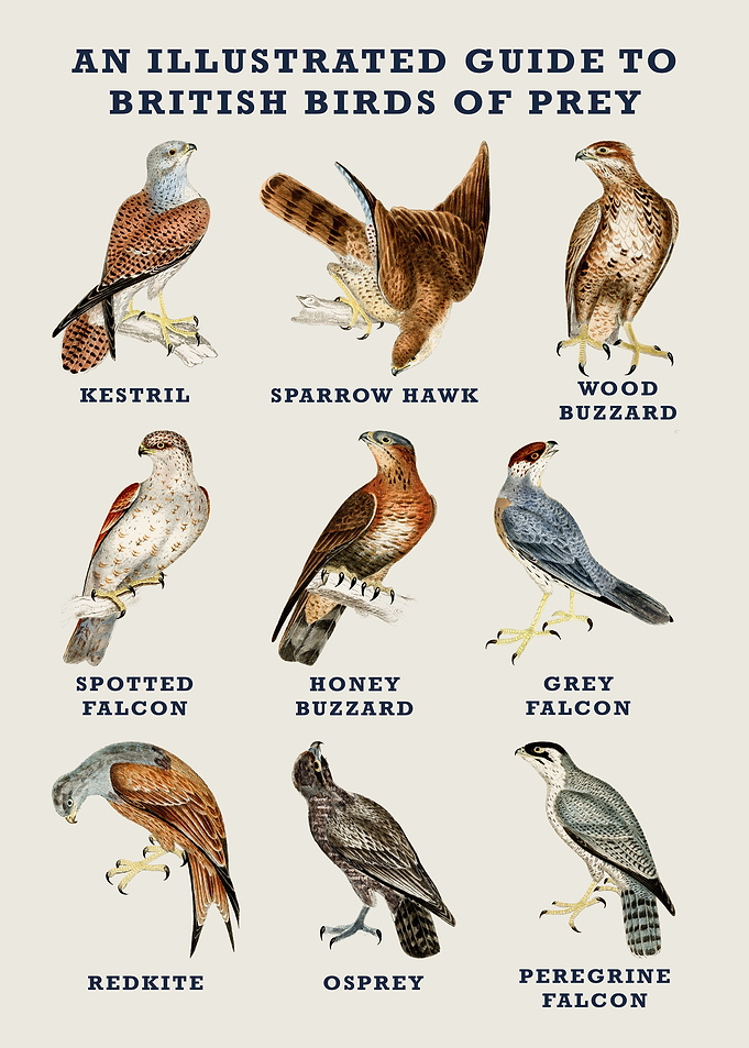 Illustrated Guide to British Birds of Prey
