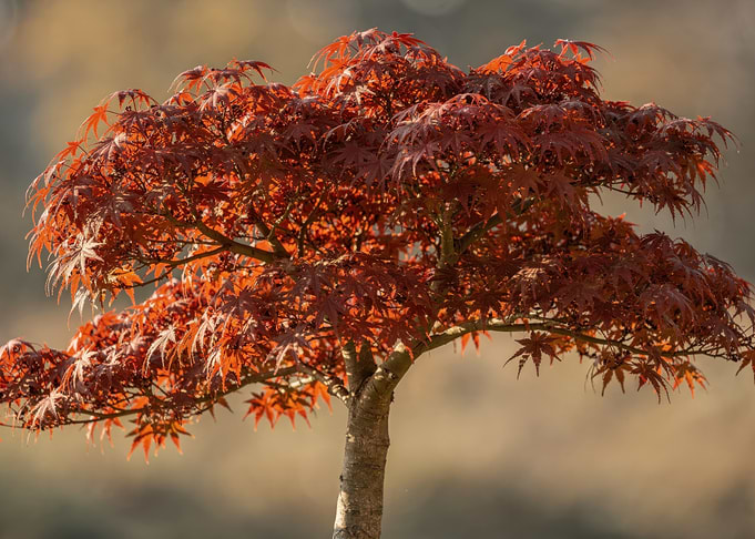Vibrant Red Japanese Maple Tree