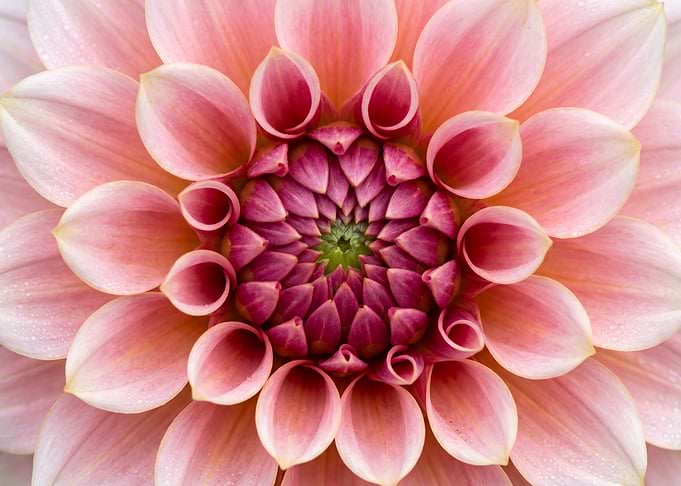 Macro Close-up of Pink Dahlia