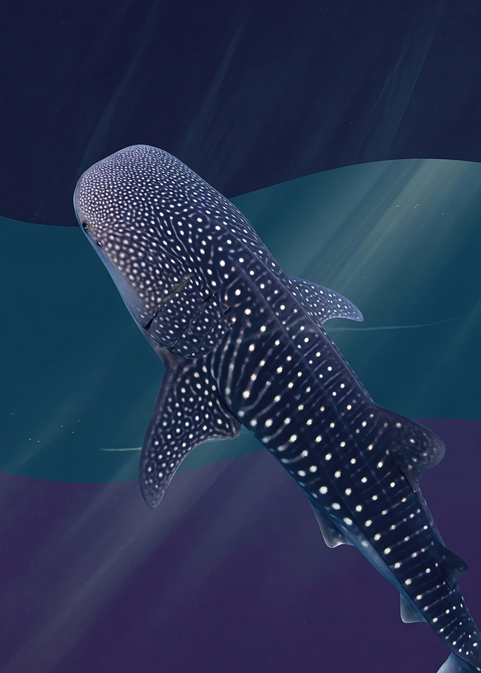 Whale Shark Luminous Night Constellation