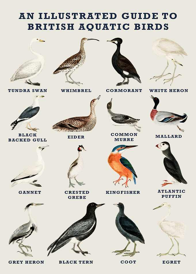 Illustrated Guide to British Aquatic Birds
