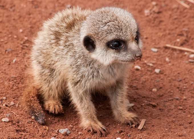 Adorable Baby Meerkat on Red Soil