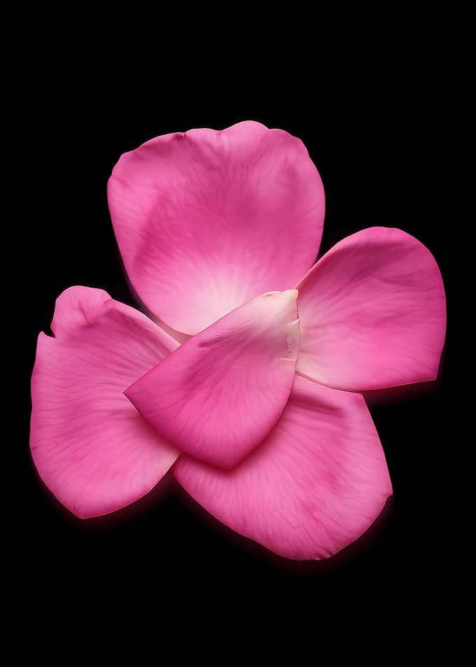 Pink Rose Petals on Black Background