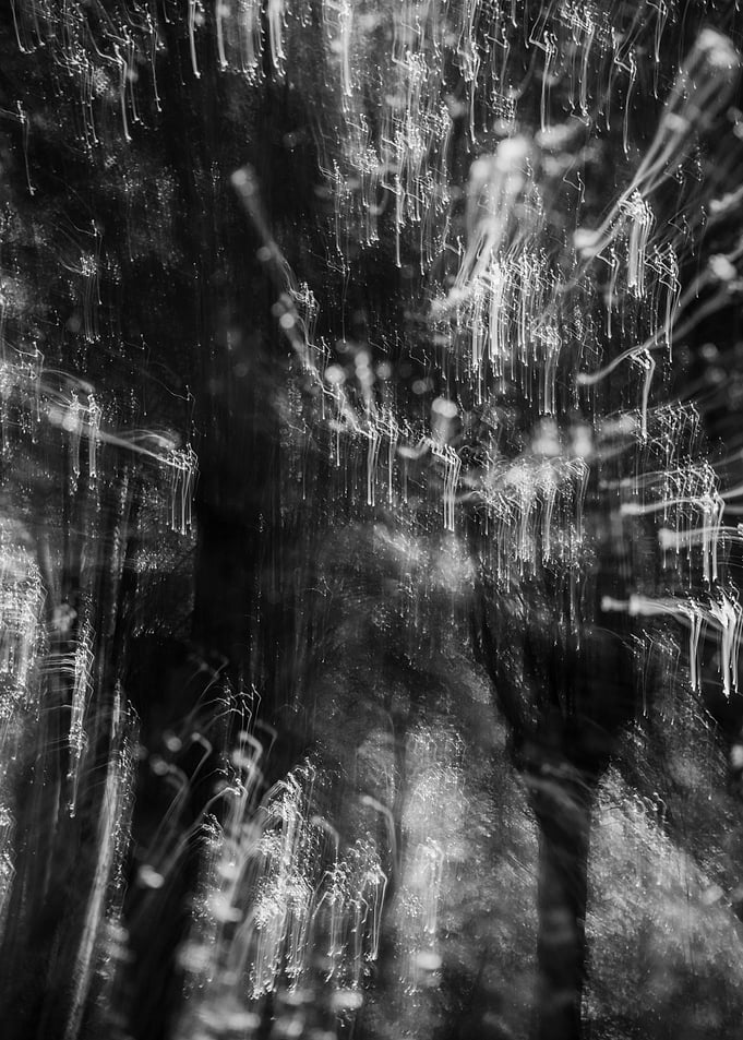 The Forest