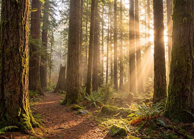 Sunlight Streaming Through Ancient Forest