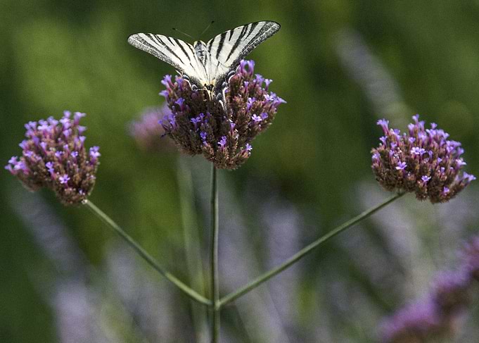 Scarce Swallowtail Butterfly on Verbena in the Provence, France