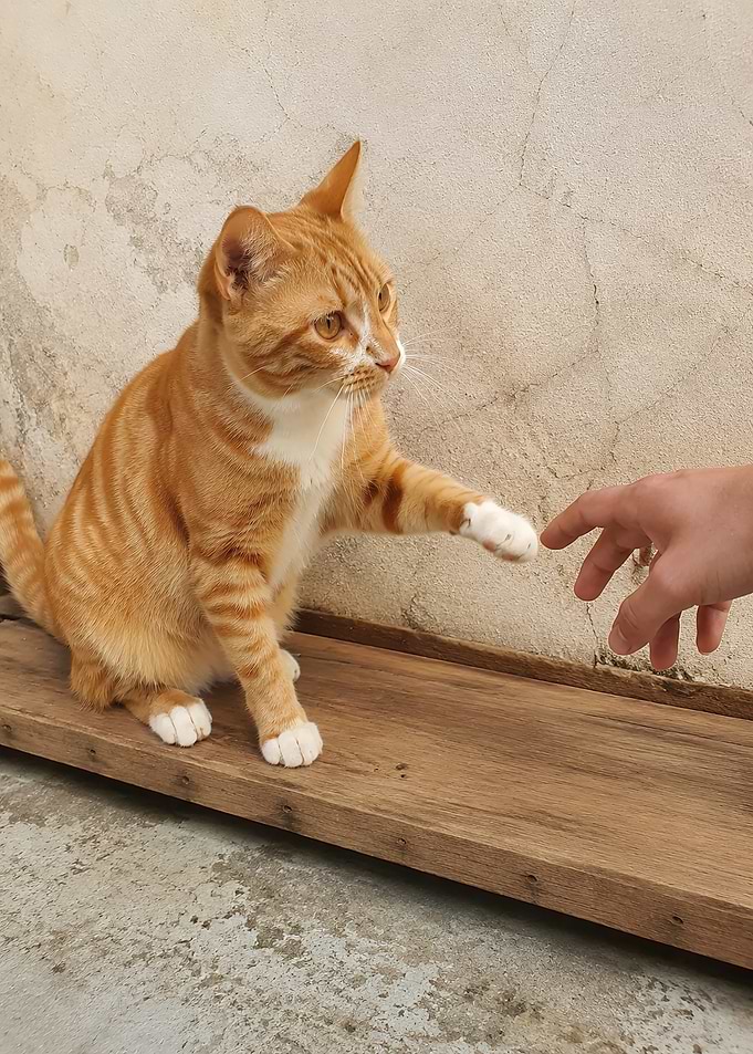 Ginger Cat Reaching Out to Hand