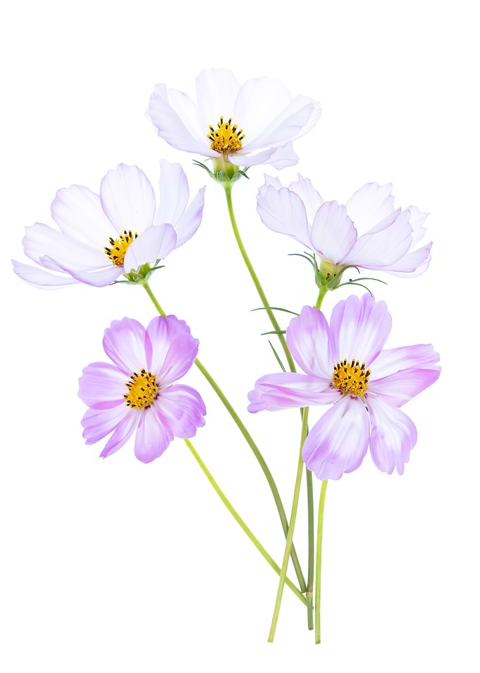 Delicate Pink Cosmos Flower Bouquet
