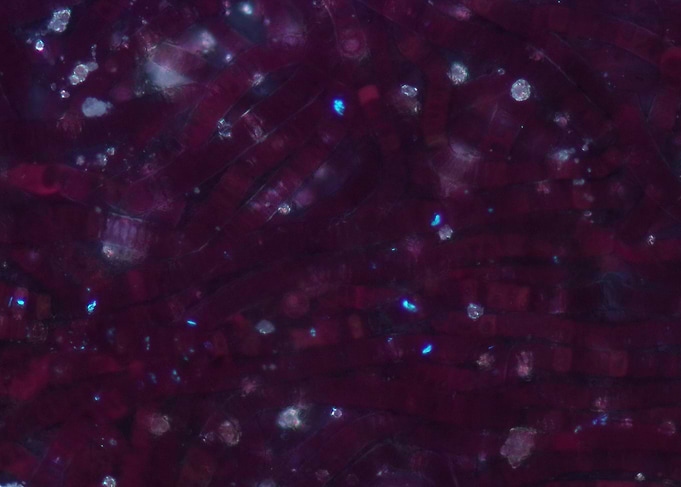 Bangia – Microscopic Red Algae