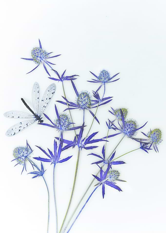 Blue Sea Holly and Dragonfly