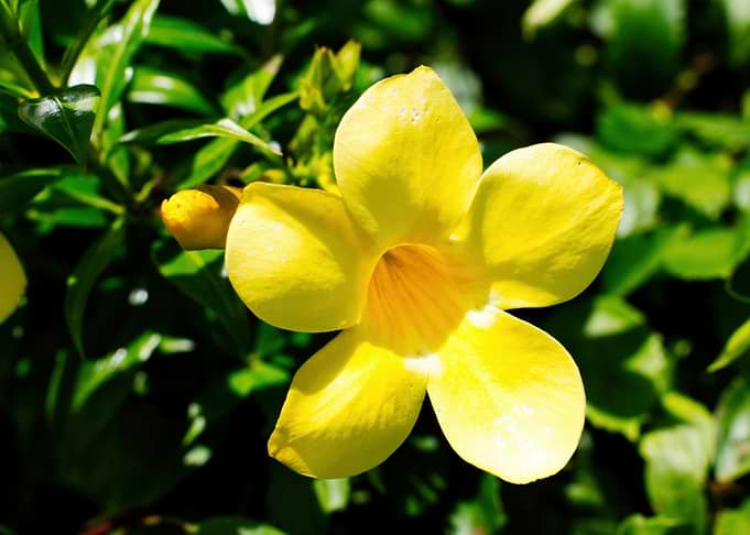 Vibrant Yellow Allamanda Flower