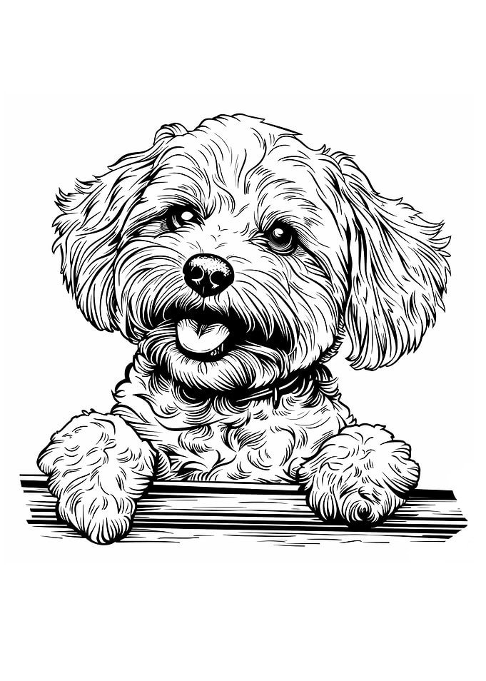 Black and White Maltipoo Dog Illustration