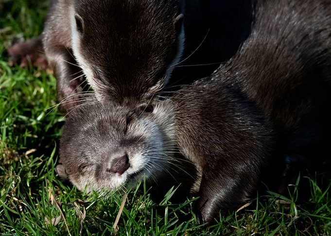 Two Otters Cuddling in Grass