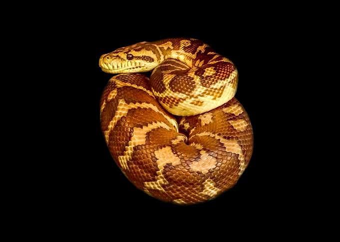 Carpet Python on Black Background