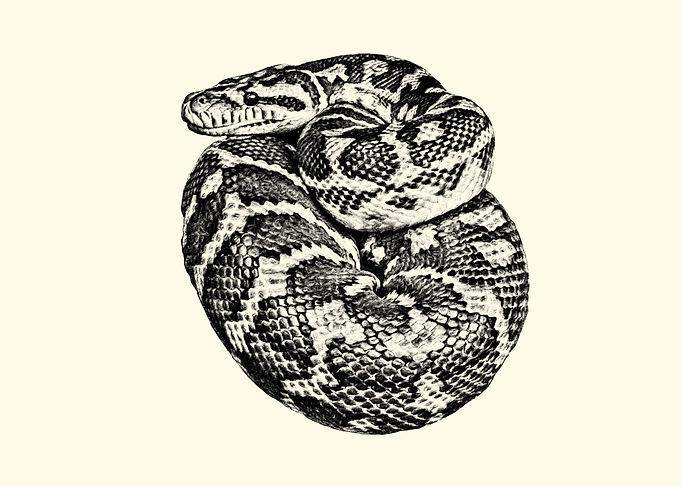 Detailed Pencil Sketch of Coiled Snake