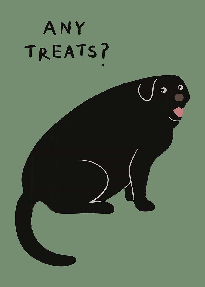 Funny Black Labrador Asking For Treats